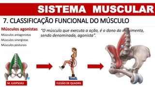 SISTEMA MUSCULAR
7. CLASSIFICAÇÃO FUNCIONAL DO MÚSCULO
Músculos agonistas
Músculos antagonistas
Músculos sinergistas
Músculos posturais
“O músculo que executa a ação, é o dono do movimento,
sendo denominado, agonista”.
FLEXÃO DE QUADRILM. ILIOPSOAS
 