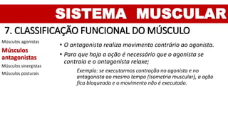 SISTEMA MUSCULAR
7. CLASSIFICAÇÃO FUNCIONAL DO MÚSCULO
Músculos agonistas
Músculos
antagonistas
Músculos sinergistas
Músculos posturais
• O antagonista realiza movimento contrário ao agonista.
• Para que haja a ação é necessário que o agonista se
contraia e o antagonista relaxe;
Exemplo: se executarmos contração no agonista e no
antagonista ao mesmo tempo (Isometria muscular), a ação
fica bloqueada e o movimento não é executado.
 