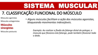 SISTEMA MUSCULAR
7. CLASSIFICAÇÃO FUNCIONAL DO MÚSCULO
Músculos agonistas
Músculos antagonistas
Músculos
sinergistas
Músculos posturais
• Alguns músculos facilitam a ação dos músculos agonistas,
bloqueando movimentos indesejáveis.
Exemplo: Ao realizar a flexão da falange distal do polegar, o
músculo que flexiona esta falange, pode também flexionar todo
o dedo.
 