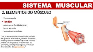 SISTEMA MUSCULAR
2. ELEMENTOS DO MÚSCULO
• Ventre muscular
• Tendão
• Aponeurose (Tendão Laminar)
• Fáscia Muscular
• Septos Intermusculares
Tendão
“São as extremidades dos músculos, através
das quais os músculos se fixam ao esqueleto
ou em qualquer outra estrutura. Os tendões
podem ser: fusiformes ou laminares. Os
laminares, em algumas regiões podem ser
denominados de aponeuroses.”
 