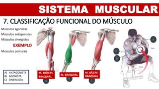 C
B
A
SISTEMA MUSCULAR
7. CLASSIFICAÇÃO FUNCIONAL DO MÚSCULO
Músculos agonistas
Músculos antagonistas
Músculos sinergistas
EXEMPLO
Músculos posturais
M. TRÍCEPS
BRAQUIAL
M. BRAQUIAL
M. BÍCEPS
BRAQUIAL
C
B
A
A) ANTAGONISTA
B) AGONISTA
C) SINERGISTA
 