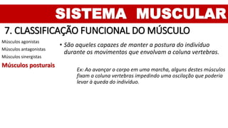 SISTEMA MUSCULAR
7. CLASSIFICAÇÃO FUNCIONAL DO MÚSCULO
Músculos agonistas
Músculos antagonistas
Músculos sinergistas
Músculos posturais
• São aqueles capazes de manter a postura do indivíduo
durante os movimentos que envolvam a coluna vertebras.
Ex: Ao avançar o corpo em uma marcha, alguns destes músculos
fixam a coluna vertebras impedindo uma oscilação que poderia
levar à queda do indivíduo.
 