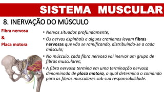SISTEMA MUSCULAR
8. INERVAÇÃO DO MÚSCULO
Fibra nervosa
&
Placa motora
• Nervos situados profundamente;
• Os nervos espinhais e alguns cranianos levam fibras
nervosas que vão se ramificando, distribuindo-se a cada
músculo;
• No músculo, cada fibra nervosa vai inervar um grupo de
fibras musculares;
• A fibra nervosa termina em uma terminação nervosa
denominada de placa motora, a qual determina o comando
para as fibras musculares sob sua responsabilidade.
 