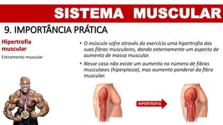 SISTEMA MUSCULAR
9. IMPORTÂNCIA PRÁTICA
Hipertrofia
muscular
Estiramento muscular
• O músculo sofre através do exercício uma hipertrofia das
suas fibras musculares, dando externamente um aspecto de
aumento de massa muscular.
• Nesse caso não existe um aumento no número de fibras
musculares (hiperplasia), mas aumento ponderal da fibra
muscular.
HIPERTROFIA
 
