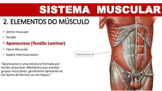 SISTEMA MUSCULAR
2. ELEMENTOS DO MÚSCULO
• Ventre muscular
• Tendão
• Aponeurose (Tendão Laminar)
• Fáscia Muscular
• Septos Intermusculares
“Aponeurose é uma estrutura formada por
tecido conjuntivo. Membrana que envolve
grupos musculares, geralmente apresenta-se
em forma de lâminas ou em leques.”
Aponeurose
 