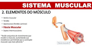 SISTEMA MUSCULAR
2. ELEMENTOS DO MÚSCULO
• Ventre muscular
• Tendão
• Aponeurose (Tendão Laminar)
• Fáscia Muscular
• Septos Intermusculares
Fáscia muscular
“Tecido conjuntivo de revestimento que
recobre o músculo, aumentando sua
resistência e permitindo que a contração
muscular seja mais eficiente.”
 