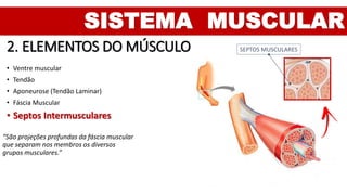 SISTEMA MUSCULAR
2. ELEMENTOS DO MÚSCULO
• Ventre muscular
• Tendão
• Aponeurose (Tendão Laminar)
• Fáscia Muscular
• Septos Intermusculares
SEPTOS MUSCULARES
“São projeções profundas da fáscia muscular
que separam nos membros os diversos
grupos musculares.”
 