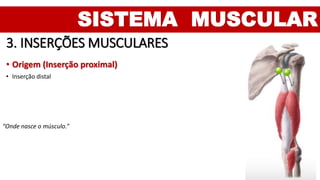 SISTEMA MUSCULAR
3. INSERÇÕES MUSCULARES
• Origem (Inserção proximal)
• Inserção distal
“Onde nasce o músculo.”
 