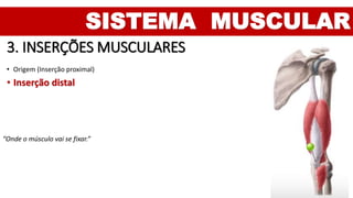 SISTEMA MUSCULAR
3. INSERÇÕES MUSCULARES
• Origem (Inserção proximal)
• Inserção distal
“Onde o músculo vai se fixar.”
 