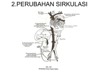 2.PERUBAHAN  SIRKULASI 