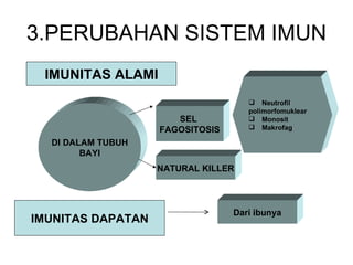 3.PERUBAHAN SISTEM IMUN IMUNITAS ALAMI DI DALAM TUBUH BAYI SEL  FAGOSITOSIS NATURAL KILLER Neutrofil  polimorfomuklear Monosit Makrofag IMUNITAS DAPATAN Dari ibunya 