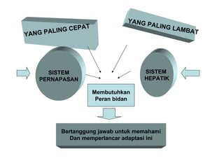 YANG PALING CEPAT YANG PALING LAMBAT SISTEM PERNAPASAN SISTEM  HEPATIK Membutuhkan Peran bidan Bertanggung jawab untuk memahami Dan memperlancar adaptasi ini 