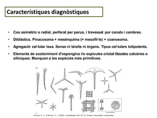 04-TEMA 4 Cnidarios Zoologia 1 Biologia UV.pdf