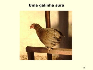 16
Uma galinha sura
 