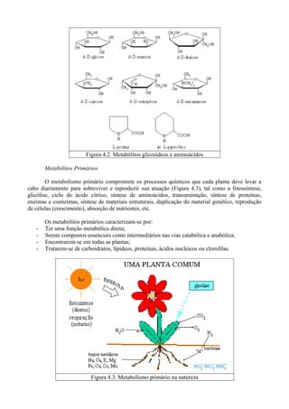 Figura 4.2. Metabólitos glicosídeos e aminoácidos
Metabólitos Primários
O metabolismo primário compromete os processos químicos que cada planta deve levar a
cabo diariamente para sobreviver e reproduzir sua atuação (Figura 4.3), tal como a fotossíntese,
glicólise, ciclo do ácido cítrico, síntese de aminoácidos, transaminação, síntese de proteínas,
enzimas e coenzimas, síntese de materiais estruturais, duplicação do material genético, reprodução
de células (crescimento), absorção de nutrientes, etc.
Os metabólitos primários caracterizam-se por:
- Ter uma função metabólica direta;
- Serem compostos essenciais como intermediários nas vias catabólica e anabólica;
- Encontrarem-se em todas as plantas;
- Tratarem-se de carboidratos, lipídeos, proteínas, ácidos nucleicos ou clorofilas.
Figura 4.3. Metabolismo primário na natureza
 