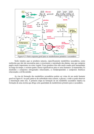 Figura 4.5. Outro esquema geral para os metabolismos primário e secundário
Serão tratados aqui os produtos naturais, especificamente metabólitos secundários, como
moléculas que não são necessárias para o crescimento e reprodução das plantas, mas que cumprem
papéis muito importantes no reino vegetal. Esses produtos têm sido muito usados pela humanidade
ao longo do tempo, e existem quatro classes significativas para os seres humanos: a) terpenóides, b)
alcalóides e compostos nitrogenados relacionados, c) fenilpropanóides e compostos fenólicos
relacionados e d) flavonóides
As vias de formação dos metabólitos secundários podem ser vistas de um modo bastante
geral na Figura 6.1 na qual, parte-se do carboidrato mais comum, a glicose, e onde se pode observar
a interrelação entre eles. A primeira etapa na formação de um metabólito secundário implica na
formação de uma enzima que dirige certa quantidade do metabolismo primário para o secundário.
 