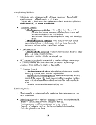 28
Classification of Epithelia
• Epithelia are sorted into categories by cell shape (squamous = flat, cuboidal =
square, columnar = tall) and number of cell layers.
- One cell layer is simple epithelium, more than one layer is stratified epithelium.
Be able to identify the bolded tissues below:
• I. Squamous Epithelia
1. Simple squamous epithelium is thin and flat. Only 1 layer thick
- Mesothelium: simple squamous epithelium lining ventral body
cavities (pleura, peritoneum, pericardium).
- Endothelium: simple squamous epithelium lining heart and blood
vessels.
2. Stratified squamous epithelium forms many layers which protect
against chemical and physical attacks. It is found lining the mouth,
esophagus and anus, and on exposed body surfaces.
• II. Cuboidal Epithelia
1. Simple cuboidal epithelium occurs where secretion or absorption takes
place (e.g. lining of kidney tubules).
2. Stratified cuboidal epithelia are relatively rare
• III. Transitional epithelia tolerate repeated cycles of stretching without damage
(e.g. urinary bladder). It is called transitional because cell layers change
appearance (from stratified to simple) as they stretch.
• IV. Columnar Epithelia
1. Simple columnar epithelium is found where absorption or secretion
occur (e.g. stomach, small intestine, large intestine).
2. Pseudostratified columnar epithelium appears stratified but is actually
simple. Cilia-bearing cells found in portions of the respiratory tract (e.g.
nasal cavity, trachea and bronchi) and portions of the male reproductive
tract.
3. Stratified columnar epithelia are relatively rare.
Glandular Epithelia
• Glands are cells, or collections of cells, specialized for secretions ranging from
sweat to hormones.
• Endocrine glands (endo = in) release hormonal secretions into interstitial fluids.
- The blood stream carries hormones throughout the body.
- Hormones control specific tissues, organs and organ systems.
- Examples of endocrine glands are the thyroid gland and pituitary gland.
- Endocrine glands have no ducts.
 