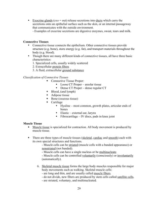 29
• Exocrine glands (exo = out) release secretions into ducts which carry the
secretions onto an epithelial surface such as the skin, or an internal passageway
that communicates with the outside environment.
- Examples of exocrine secretions are digestive enzymes, sweat, tears and milk.
Connective Tissues
• Connective tissue connects the epithelium. Other connective tissues provide
structure (e.g. bone), store energy (e.g. fat), and transport materials throughout the
body (e.g. blood).
• Though there are many different kinds of connective tissues, all have three basic
characteristics:
1. Specialized cells, usually widely scattered
2. Extracellular protein fibers
3. A fluid, extracellular ground substance
Classification of Connective Tissues
 Connective Tissue Proper:
• Loose CT Proper – areolar tissue
• Dense CT Proper – dense regular CT
 Blood, (and lymph)
 Adipose tissue
 Bone (osseous tissue)
 Cartilage
• Hyaline – most common, growth plates, articular ends of
bones
• Elastic – external ear, larynx
• Fibrocartilage – IV discs, pads in knee joint
Muscle Tissue
 Muscle tissue is specialized for contraction. All body movement is produced by
muscle tissue.
 There are three types of muscle tissues (skeletal, cardiac and smooth) each with
its own special structures and functions.
- Muscle cells can be striated (muscle cells with a banded appearance) or
nonstriated (not banded).
- Muscle cells can have a single nucleus or be multinucleate.
- Muscle cells can be controlled voluntarily (consciously) or involuntarily
(automatically).
6. Skeletal muscle tissue forms the large body muscles responsible for major
body movements such as walking. Skeletal muscle cells:
- are long and thin, and are usually called muscle fibers.
- do not divide, new fibers are produced by stem cells called satellite cells.
- are striated, voluntary, and multinucleated.
 