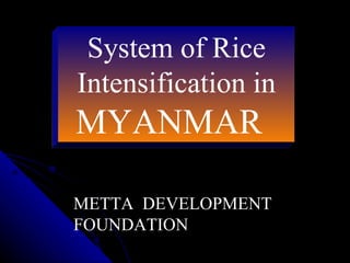 System of Rice Intensification in  MYANMAR   METTA  DEVELOPMENT FOUNDATION 
