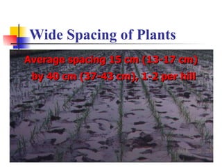 Wide Spacing of Plants <ul><li>Average spacing 15 cm (13-17 cm) by 40 cm (37-43 cm), 1-2 per hill  </li></ul>