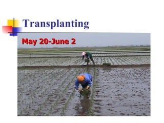 <ul><li>May 20-June 2 </li></ul>Transplanting 