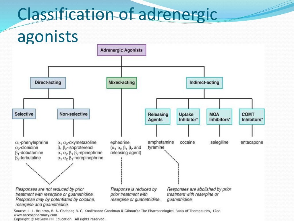 Adrenergic_agonist_antagonist - Agonists Do All Of The Following Except