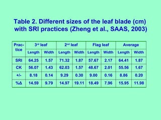 Table 2. Different sizes of the leaf blade (cm) with SRI practices (Zheng et al., SAAS, 2003) 11.98 15.95 7.96 18.49 19.11...