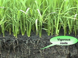Vigorous roots 