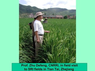 Prof. Zhu Defeng, CNRRI, in field visit to SRI fields in Tian Tai, Zhejiang  