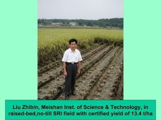 Liu Zhibin, Meishan Inst. of Science & Technology, in raised-bed,no-till SRI field with certified yield of 13.4 t/ha 