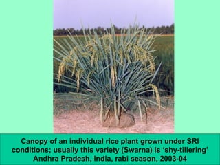 Canopy of an individual rice plant grown under SRI conditions; usually this variety (Swarna) is ‘shy-tillering’ Andhra Pra...