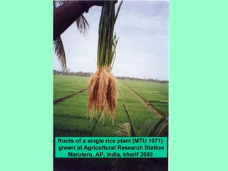 Roots of a single rice plant (MTU 1071)  grown at Agricultural Research Station Maruteru, AP, India, kharif 2003  