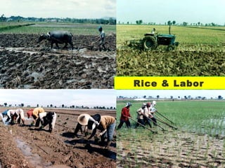 0408 Opportunities for Rice Self-Sufficiency in Indonesia with ...