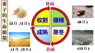秋雨
春雨
(8月 )
(12月 )(1月 /3月 )
(3月 /5月 )
麥
子
的
生
命
循
環
 