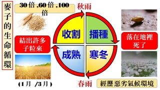 秋雨
春雨
(8月 )
(12月 )(1月 /3月 )
(3月 /5月 )
麥
子
的
生
命
循
環
落在地裡
死了
結出許多
子粒來
30倍 ,60倍 ,100
倍
經 惡劣氣候環境歷
 