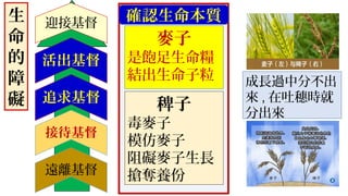活出基督
追求基督
接待基督
遠離基督
迎接基督
成長過中分不出
來 , 在吐穗時就
分出來
稗子
毒麥子
模仿麥子
阻礙麥子生長
搶奪養份
麥子
是飽足生命糧
結出生命子粒
確認生命本質生
命
的
障
礙
 
