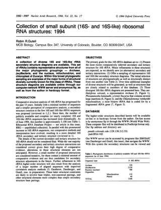 3502 -3507 Nucleic Acids Research, 1994, Vol. 22, No. 17
Collection of small subunit (16S- and 16S-like) ribosomal
RNA structures: 1994
Robin R.Gutell
MCB Biology, Campus Box 347, University of Colorado, Boulder, CO 80309-0347, USA
ABSTRACT
A collection of diverse 16S and 1 6S-like rRNA
secondary structure diagrams are available. This set
of rRNAs contains representative structures from all of
the major phylogenetic groupings Archaea,
(eu)Bacteria, and the nucleus, mitochondrion, and
chloroplast of Eucarya. Within this broad phylogenetic
sampling are examples of the major forms of structural
diversity currently known for this class of rRNAs. These
structure diagrams are available online through our
computer-network WWW server and anonymous ftp, as
well as from the author in hardcopy format.
INTRODUCTION
Comparative structure analysis of 16S rRNA has progressed for
the past 15 years. Initially with a minimal number of sequences
and a simpler perception of comparative analysis, a secondary
structure common to the few 16S and 16S-like rRNA sequences
was proposed (reviewed in 1,2.). Since then, the number of
publicly available and complete (or nearly complete) 16S and
16S-like rRNA sequences has increased most dramatically. As
ofJune 1994, this number is approximately 3,100 (see Table 1;
Ribosomal RNA Database Project see article in this issue;
RRG unpublished collection). In parallel with this pronounced
increase in 16S rRNA sequences, our comparative methods and
interpretation have evolved, resulting in a more detailed 16S
rRNA secondary and tertiary structure (reviewed in 1).
The details of the current secondary and tertiary structure for
16S rRNA should not be considered final. While the vast majority
ofthe proposed secondary and tertiary structure interactions are
considered correct given their high degree of comparative
evidence, alterations in these structural elements are not
anticipated. However, a small number of proposed interactions
are considered tentative, for these contain a minimal amount of
comparative evidence and are thus candidates for secondary
structure adjustments in the future. Further refinement in 16S
rRNA higher-order structure will also result from the analysis
of a larger number of aligned sequences with improved
correlation analysis methods (3; Gautheret, Damberger, and
Gutell, mss. in preparation). These latter structural constraints
are likely to involve base triples, non-canonical pairings, and
other structural elements more complex than simple secondary
structure base pairings.
OBJECTIVES
The primary goals for this 16S rRNA database are to: (1) Present
the most recent comparatively inferred secondary and tertiary
structure for 16S rRNA. Minor refinements in these structures
are expected, as we identify new (or alternative) secondary and
tertiary interactions. (2) Offer a sampling of representative 16S
and 16S-like secondary structure diagrams. The initial selection
of structures are phylogenetically as well as structurally distinct
from one another (see Table 2). Over time additional examples
ofdiverse structures will be generated, as well as structures that
are closely related to members of this database. (3) Three
divergent 16S-like rRNA diagrams are presented here. They are:
Haloferax volcanii, a representative Archaea (5, Figure 1);
Phreatamoeba balamuthi, a lower Eucarya that contains several
large insertions (6, Figure 2); and the Chiamvydomonas reinhardtii
mitochondrion; a most bizarre rRNA that is coded for by a
fragmented rRNA gene (7, Figure 3).
DATABASE
The higher-order structures described herein will be available
on-line or in hardcopy format from the author. On-line access
is by anonymous ftp or through the WWW (World Wide Web).
These computer files will be distributed in PostScript format only.
Our ftp address and directory are:
pundit. colorado. edu (128.138.212.53)
/pub/RNA/16S
Our WWW server can be accessed by programs like XMOSAIC
(see Damberger and Gutell, this issue), that navigate the WWW.
With this system the secondary structures can be viewed and
Table 1. Phylogenetic distribution of publicly available 16S and 16S-like rRNA
sequences (as of June 1994)
Organism type # 16S rRNA
Archaea 120
(Eu)Bacteria 2130
Eucarya (nuclear) 700
Organelles
Mitochondrion 110
Plastid 40
TOTAL 3100
1994 Oxford University Press
 