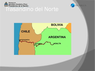 Trasandino del Norte

 