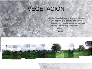 VEGETACIÓN  Santa Fe de la Laguna se encuentra en una región, que debido a su clima cuenta con vegetación en su mayoría de tipo Coníferas y pastizales Pinos Cedros 