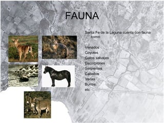 FAUNA Santa Fe de la Laguna cuenta con fauna como: Venados Coyotes Gatos salvajes Escorpiones Serpientes Caballos Vacas Burros etc 