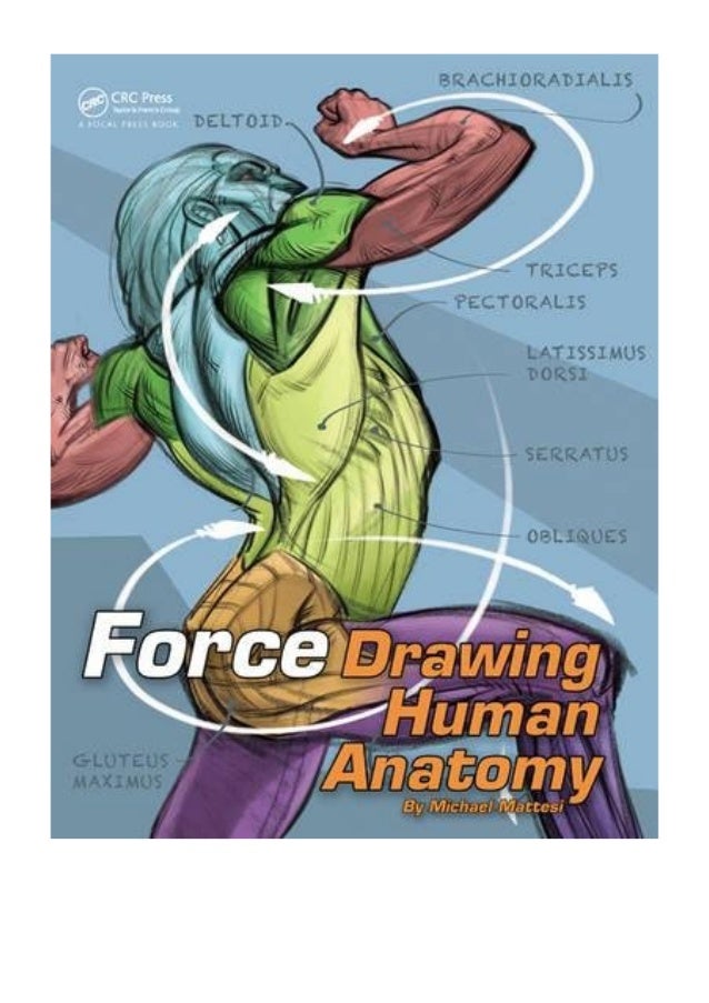 Featured image of post Mattesi Force Drawing Human Anatomy Download As opposed to the memorization technique