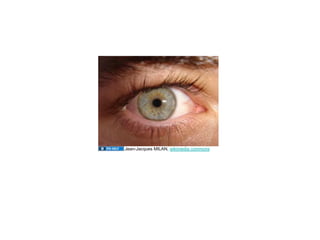 Jean-Jacques MILAN, wikimedia commons
 