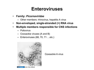 Enteroviruses
•  Family: Picornaviridae
   –  Other members: rhinovirus, hepatitis A virus
•  Non-enveloped, single-stranded (+) RNA virus
•  Multiple members responsible for CNS infections
   –  Poliovirus
   –  Coxsackie viruses (A and B)
   –  Enteroviruses (68, 70, 71 …etc.)




                             Coxsackie A virus




          CDC PHIL #5630
 