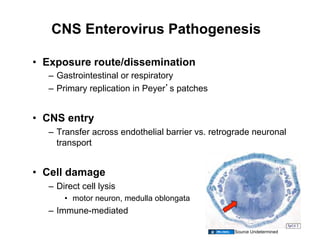 CNS Enterovirus Pathogenesis

•  Exposure route/dissemination
   –  Gastrointestinal or respiratory
   –  Primary replication in Peyer s patches


•  CNS entry
   –  Transfer across endothelial barrier vs. retrograde neuronal
      transport


•  Cell damage
   –  Direct cell lysis
       •  motor neuron, medulla oblongata
   –  Immune-mediated

                                                   Source Undetermined
 
