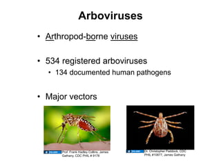 Arboviruses
•  Arthropod-borne viruses

•  534 registered arboviruses
  •  134 documented human pathogens


•  Major vectors




      Prof. Frank Hadley Collins, James   Dr. Christopher Paddock, CDC
      Gathany, CDC PHIL # 9178            PHIL #10877, James Gathany
 