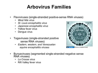 Arbovirus Families
•  Flaviviruses (single-stranded positive-sense RNA viruses)
    •    West Nile virus
    •    St. Louis encephalitis virus
    •    Japanese encephalitis virus
    •    Yellow fever virus
    •    Dengue virus

•  Togaviruses (single-stranded positive
       sense RNA viruses)
    •  Eastern, western, and Venezuelan
        equine encephalitis viruses                 Source Undetermined




•  Bunyaviruses (segmented single-stranded negative sense
   RNA viruses)
    •  La Crosse virus
    •  Rift Valley fever virus
 