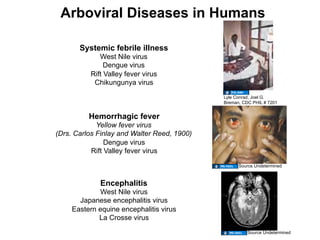 Arboviral Diseases in Humans

       Systemic febrile illness
             West Nile virus
               Dengue virus
          Rift Valley fever virus
           Chikungunya virus
                                             Lyle Conrad, Joel G.
                                             Breman, CDC PHIL # 7201


          Hemorrhagic fever
             Yellow fever virus
(Drs. Carlos Finlay and Walter Reed, 1900)
                Dengue virus
           Rift Valley fever virus

                                                   Source Undetermined



             Encephalitis
             West Nile virus
       Japanese encephalitis virus
     Eastern equine encephalitis virus
             La Crosse virus
                                                       Source Undetermined
 