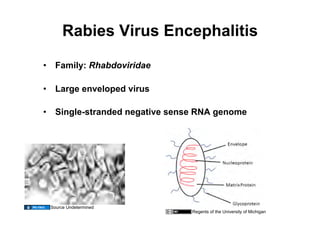Rabies Virus Encephalitis

•  Family: Rhabdoviridae

•  Large enveloped virus

•  Single-stranded negative sense RNA genome




 Source Undetermined
                                Regents of the University of Michigan
 