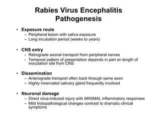 Rabies Virus Encephalitis
             Pathogenesis
•  Exposure route
   –  Peripheral lesion with saliva exposure
   –  Long incubation period (weeks to years)

•  CNS entry
   -  Retrograde axonal transport from peripheral nerves
   -  Temporal pattern of presentation depends in part on length of
      inoculation site from CNS

•  Dissemination
   –  Anterograde transport often back through same axon
   –  Highly innervated salivary gland frequently involved

•  Neuronal damage
   –  Direct virus-induced injury with MINIMAL inflammatory responses
   –  Mild histopathological changes contrast to dramatic clinical
      symptoms
 