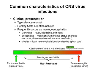 Common characteristics of CNS virus
             infections
  •  Clinical presentation
      –  Typically acute onset
      –  Healthy hosts are often afflicted
      –  Frequently occurs as meningoencephalitis
           •  Meningitis – fever, headache, stiff neck
           •  Encephalitis – meningitis with mental status changes
              (seizures, decreased consciousness, confusion)
           •  Myelitis – focal neurological signs localized to spinal cord

                     Continuum of viral CNS infections    Gringer (wikimedia commons)




                             Meningoencephalitis

Pure encephalitis              Most infections                 Pure meningitis
 (Rabies virus)                                               (Coxsackie virus)
 